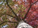 Herbst