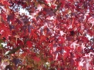 herbstliche Impressionen_5
