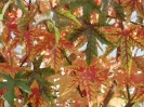 herbstliche Impressionen_8