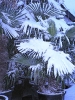 winterliche Impressionen_11