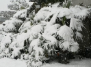 winterliche Impressionen_13