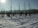 winterliche Impressionen_4
