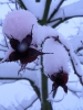winterliche Impressionen_7