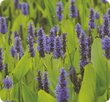 Pontederia cordata