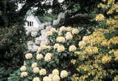 Goldrausch im Garten