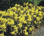 Gartenglück im Frühling