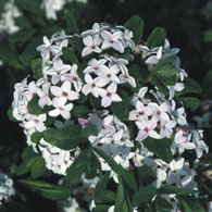 Daphne