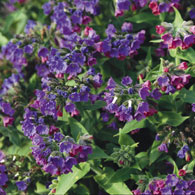 Pulmonaria