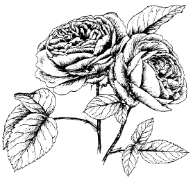 Rosen