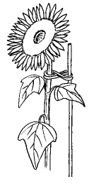Sonnenblumen anbinden