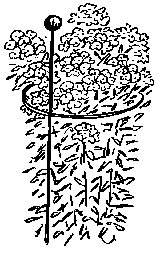 Stauden stützen