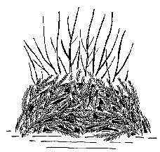 Rosenpraxis