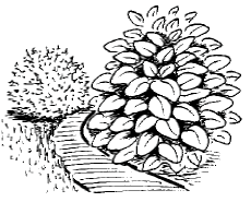 Maxi-Ideen