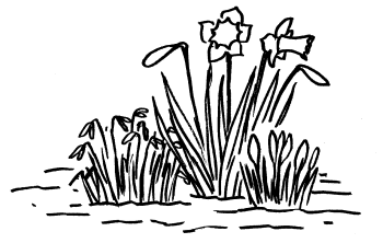 Blumenzwiebeln