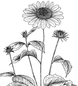 Spätsommerblüher