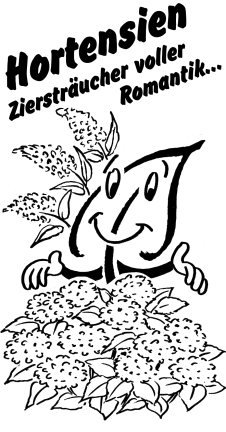 Hortensien