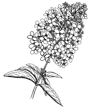 Rispenhortensien
