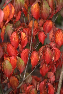Cornus