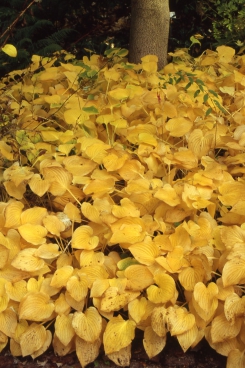 Hosta