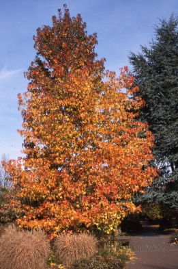 Liquidambar
