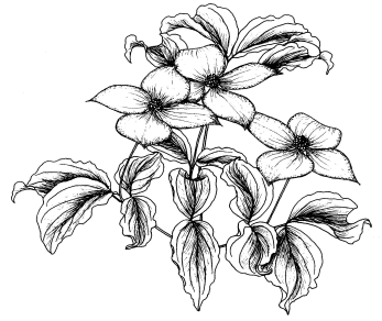 Cornus kousa
