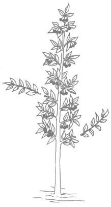 Säulenbirnen