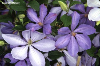 Clematis 'Mrs. Cholmondeley'