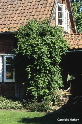 Lonicera henryi