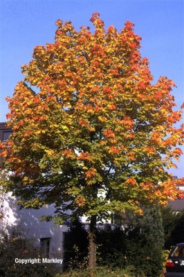 Laubbäume