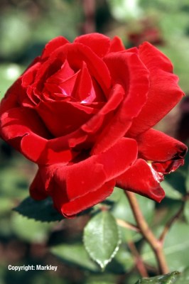 Edelrosen