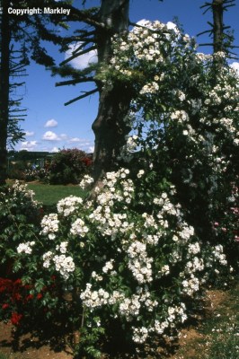 Ramblerrosen
