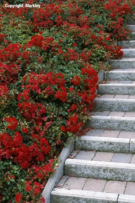 Bodendeckerrosen