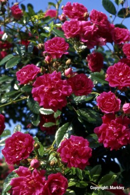 Kletterrosen
